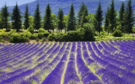 D.Lgs. 75 2018 Testo unico in materia di coltivazione, raccolta e prima trasformazione delle piante officinali