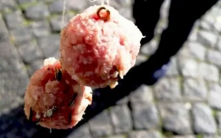 Divieto di utilizzo e di detenzione di esche o di bocconi avvelenati