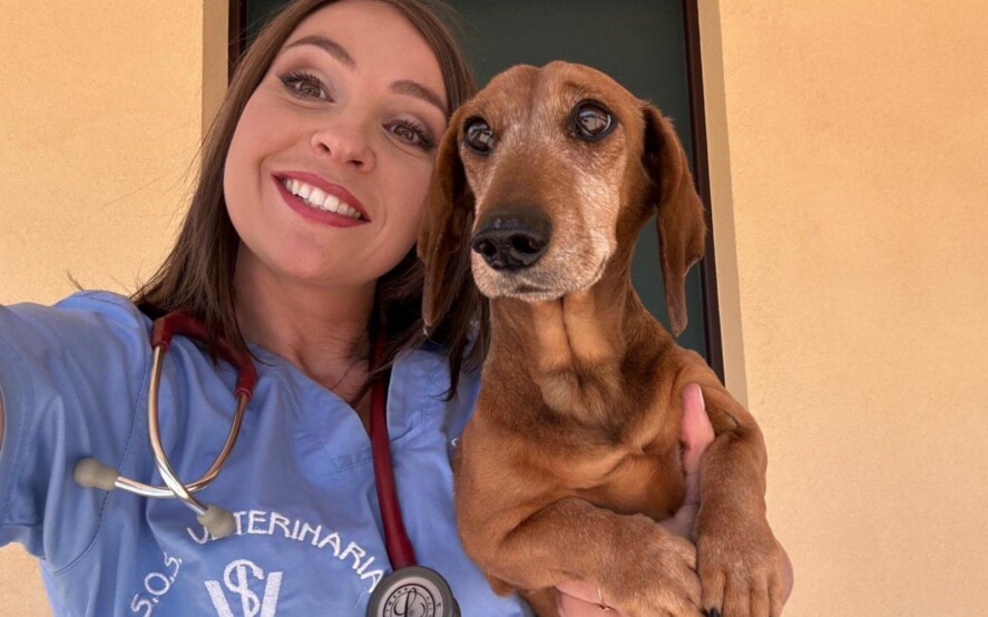 Legge 49/2025 Giornata nazionale prevenzione veterinaria