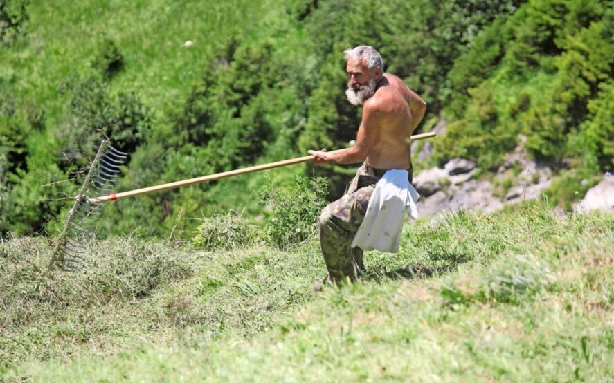 Lo sfalcio dell’erba spontanea non è sufficiente ai fini della prelazione agraria